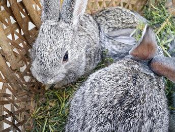 《生化危机9》更多爆料 将有两个无法杀死的追踪者